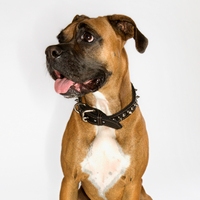 Boxer dog