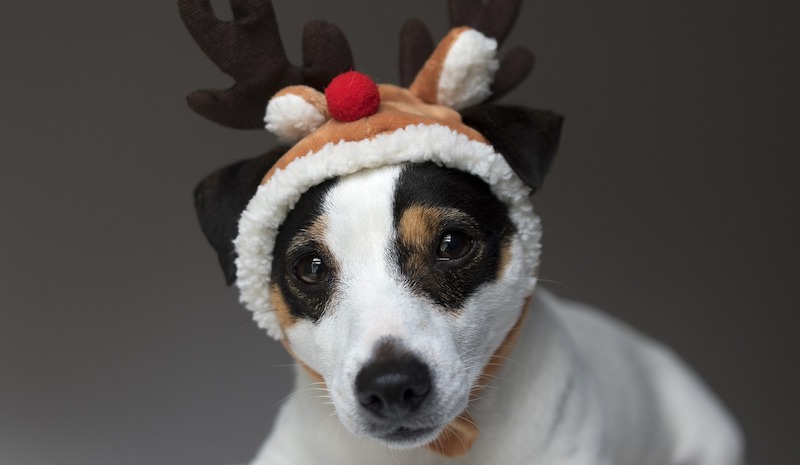 The 2025 pet Christmas gift guide
