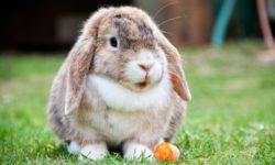 rabbit - dental tips