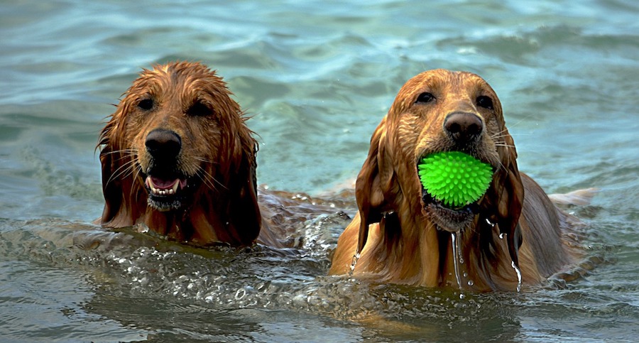 dogs in water