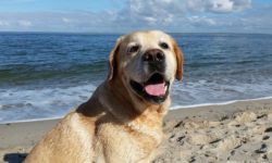 Dog - pet holiday travel and Brexit