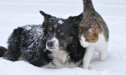 dog-and-cat-in-snow