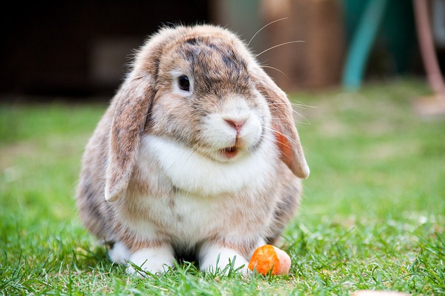 lop-eared-rabbit