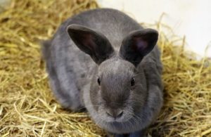 rabbit- friendly vet practice