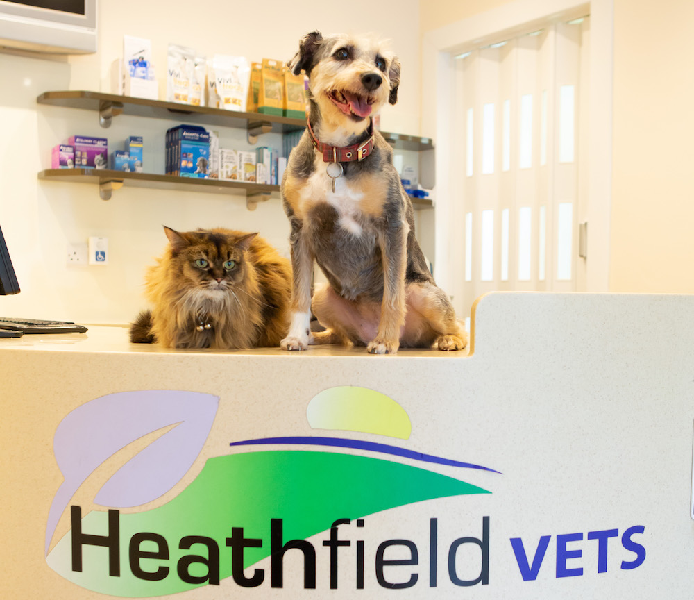 Heathfield-Vets-Services-vaccinations