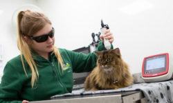 Heathfield Vets - services - laser therapy