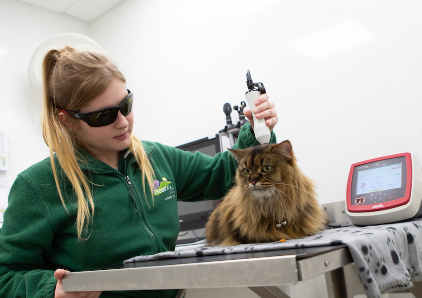 Heathfield Vets - services - laser therapy
