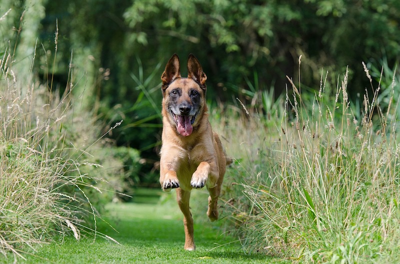 Dog - avoid ticks - advice from Heathfield vets