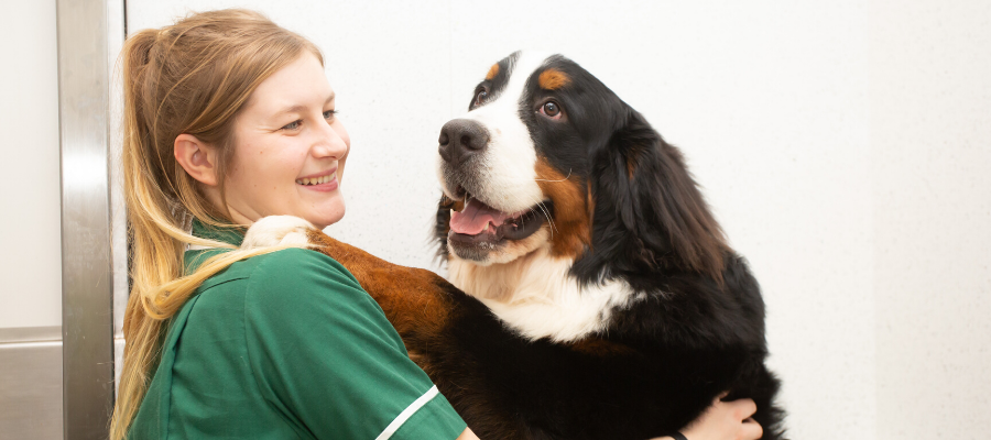 vaccinations, dogs, heathfield vets