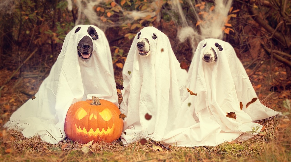 Halloween advice for pets from Heathfield vets