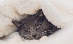 Cat care in winter - advice from Heathfield Vets