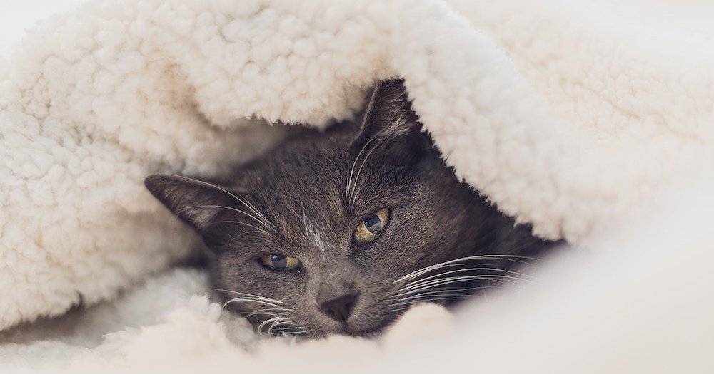 Cat care in winter - advice from Heathfield Vets