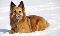 Winter care for dogs - advice from Heathfield Vets