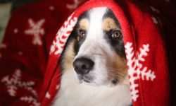 Dog - Merry Christmas 2019 from Heathfield Vets