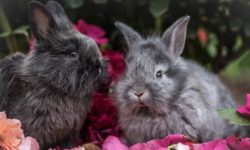 Rabbits - neutering - advice from Heathfield vets