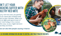 Chicken red mite preventative treatment