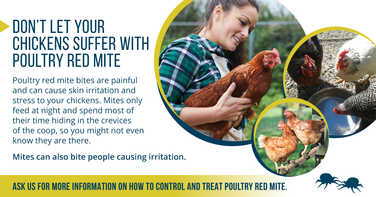 Chicken red mite preventative treatment