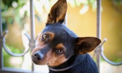 Heathfield vets - clean your dog's ears
