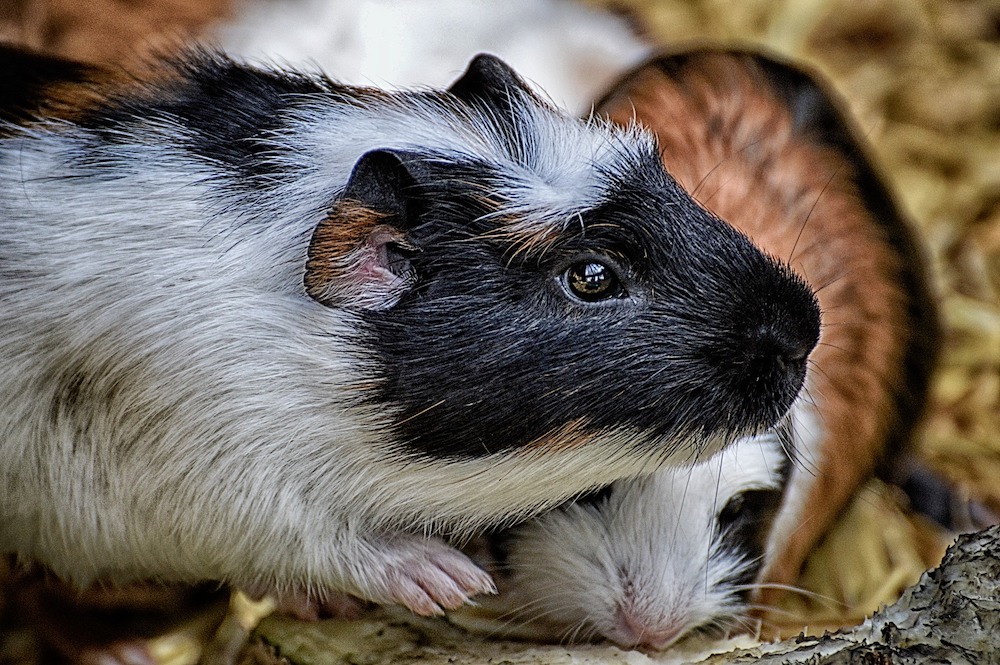 guinea-pigs