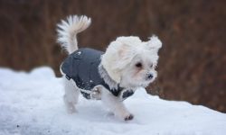dog-walking-in-winter