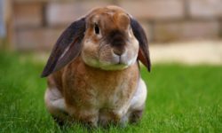 rabbit-awareness-week-2022