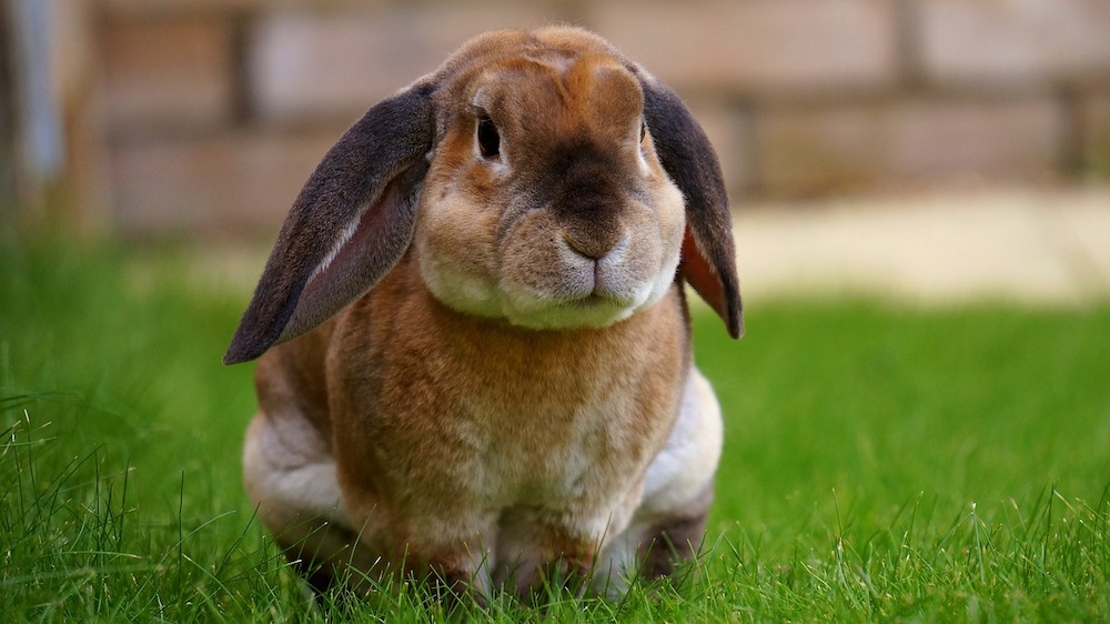 rabbit-awareness-week-2022