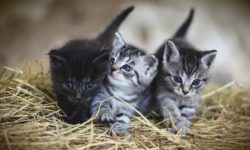 kittens-calicivirus