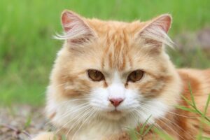 Cat - urinary disease