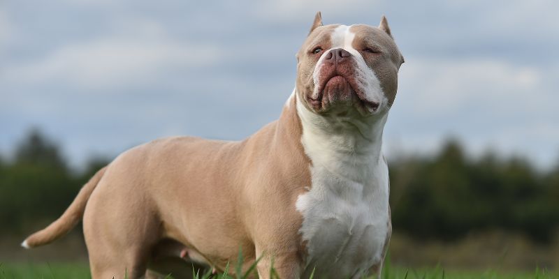 XL bully, banned breed